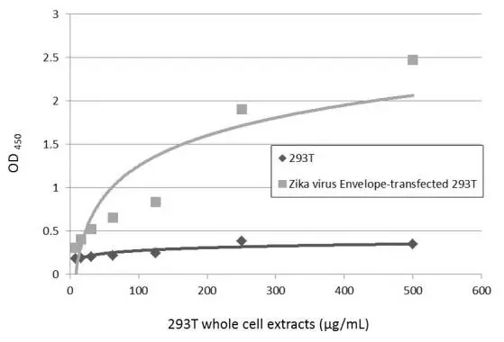 Sandwich ELISA detection of non-transfected and transfected 293T whole cell extracts using GTX634155 as capture antibody at concentration of 5 μg/mL and GTX133326 as detection antibody at concentration of 1 μg/mL. Rabbit IgG antibody (HRP) (GTX213110-01) was diluted at 1:10000 and used to detect the primary antibody.