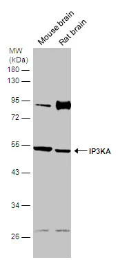 IP3KA antibody