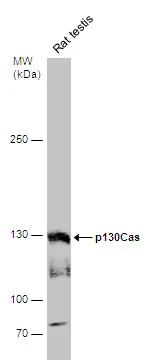 p130Cas antibody