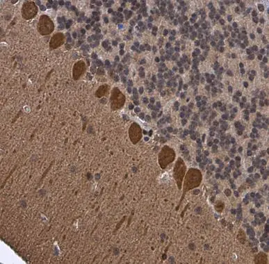 p130Cas antibody