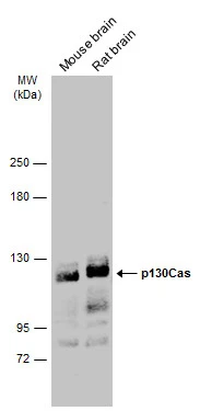 p130Cas antibody