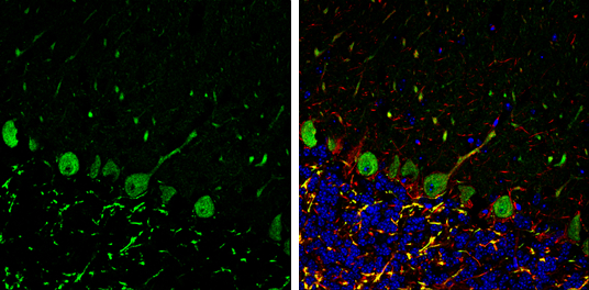 p130Cas antibody