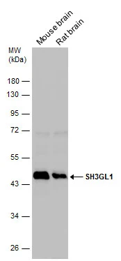 SH3GL1 antibody