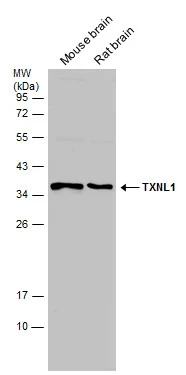 TXNL1 antibody
