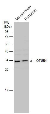 OTUB1 antibody