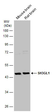 SH3GL1 antibody