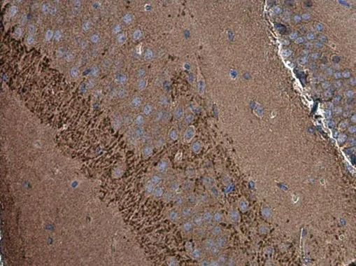 SH3GL1 antibody