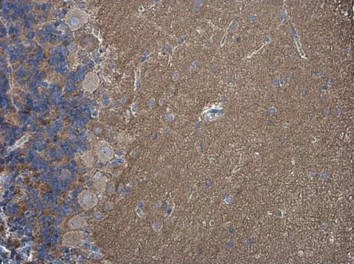 SH3GL1 antibody