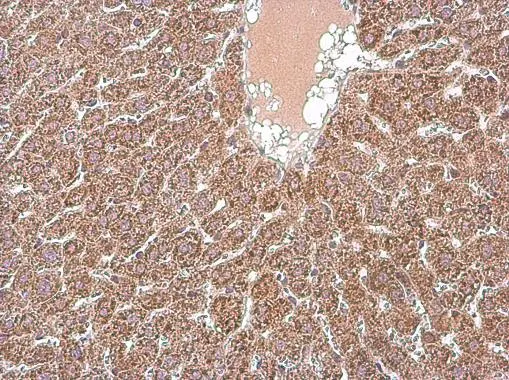 MFN1 antibody detects MFN1 protein at cytoplasm in mouse liver by immunohistochemical analysis. Sample: Paraffin-embedded mouse liver. MFN1 antibody (GTX133351) diluted at 1:500. 
 Antigen Retrieval: Citrate buffer, pH 6.0, 15 min