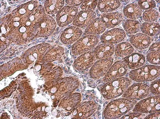 MFN1 antibody detects MFN1 protein at cytoplasm in rat duodenum by immunohistochemical analysis. Sample: Paraffin-embedded rat duodenum. MFN1 antibody (GTX133351) diluted at 1:500. 
 Antigen Retrieval: Citrate buffer, pH 6.0, 15 min