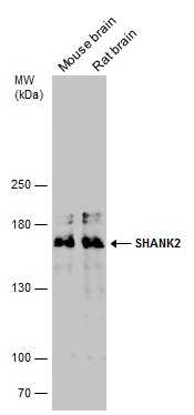 SHANK2 antibody
