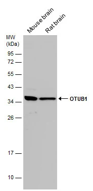 OTUB1 antibody