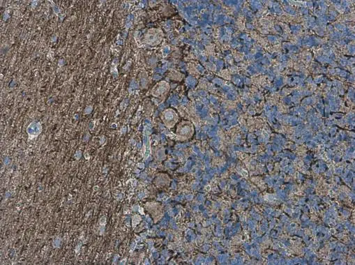 alpha Internexin antibody