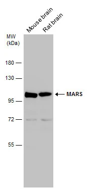 MARS antibody