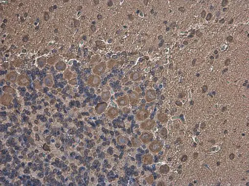 MARS antibody