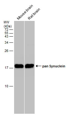 pan Synuclein antibody