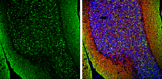pan Synuclein antibody