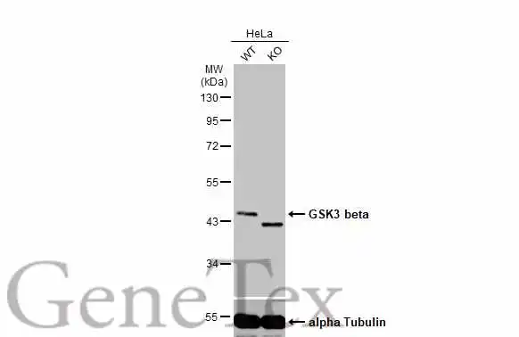 Wild-type (WT) and GSK3 beta knockout (KO) HeLa cell extracts (30 μg) were separated by 10% SDS-PAGE, and the membrane was blotted with GSK3 beta antibody (GTX133372) diluted at 1:2000. The HRP-conjugated anti-rabbit IgG antibody (GTX213110-01) was used to detect the primary antibody.