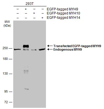 Non-transfected (–) and transfected (+) 293T whole cell extracts (30 μg) were separated by 5% SDS-PAGE, and the membrane was blotted with MYH9 antibody (GTX133377) diluted at 1:5000. The HRP-conjugated anti-rabbit IgG antibody (GTX213110-01) was used to detect the primary antibody.