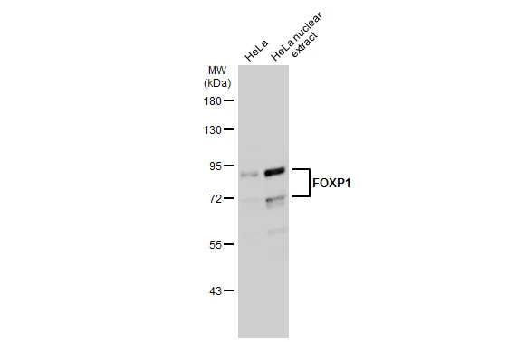 HeLa whole cell and nuclear extracts (30 μg) were separated by 7.5% SDS-PAGE, and the membrane was blotted with FOXP1 antibody (GTX133394) diluted at 1:1000. The HRP-conjugated anti-rabbit IgG antibody (GTX213110-01) was used to detect the primary antibody, and the signal was developed with Trident ECL plus-Enhanced.