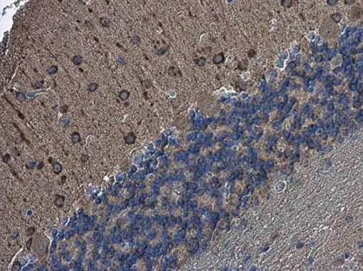 nNOS antibody