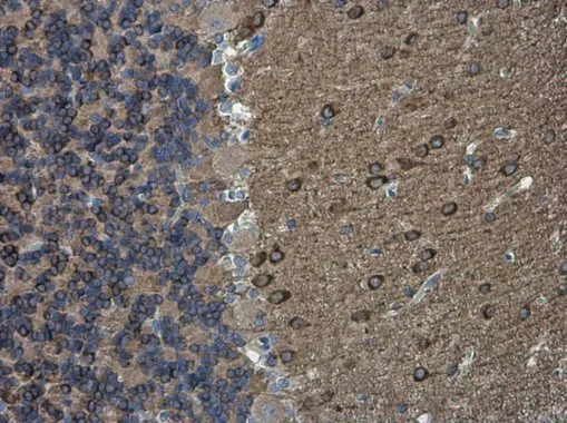nNOS antibody