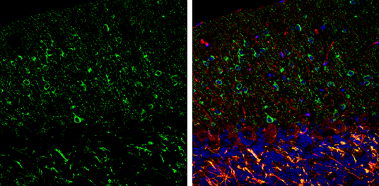 nNOS antibody