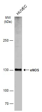 eNOS antibody