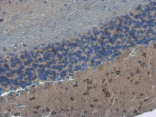 nNOS antibody detects nNOS protein at cytoplasm in mouse brain by immunohistochemical analysis. Sample: Paraffin-embedded mouse brain. nNOS antibody (GTX133407) diluted at 1:500. 
 Antigen Retrieval: Citrate buffer, pH 6.0, 10 min
