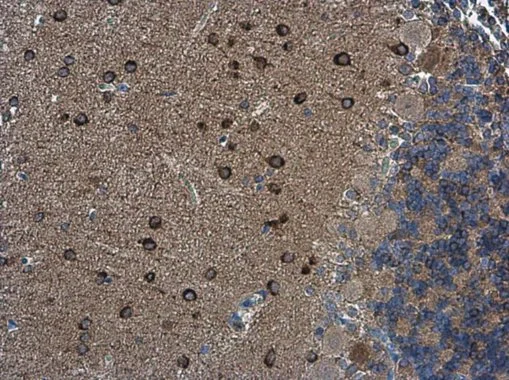nNOS antibody detects nNOS protein at cytoplasm in rat brain by immunohistochemical analysis. Sample: Paraffin-embedded rat brain. nNOS antibody (GTX133407) diluted at 1:500. 
 Antigen Retrieval: Citrate buffer, pH 6.0, 10 min