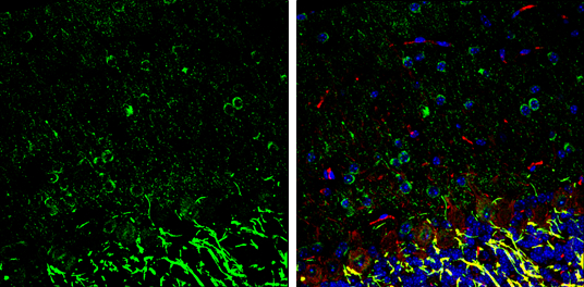 nNOS antibody detects nNOS protein expression by immunohistochemical analysis. Sample: Frozen-sectioned adult mouse cerebellum. Green: nNOS protein stained by nNOS antibody (GTX133407) diluted at 1:250. Red: NF-H, stained by NF-H antibody [GT114] (GTX634289) diluted at 1:500. Blue: Fluoroshield with DAPI (GTX30920). 
 Antigen Retrieval: Citrate buffer, pH 6.0, 10 min