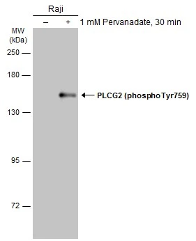 PLCG2 (phospho Tyr759) antibody