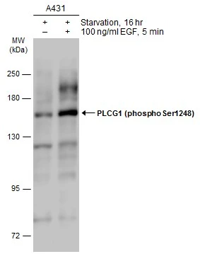 PLCG1 (phospho Ser1248) antibody