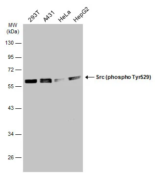 Src (phospho Tyr530) antibody