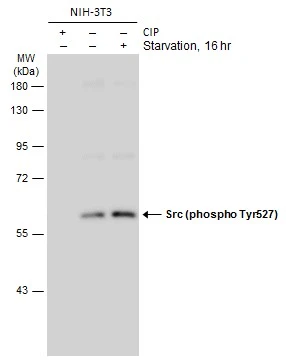 Untreated (–) and treated (+) NIH-3T3 whole cell extracts (20 μg) were separated by 10% SDS-PAGE, and the membrane was blotted with Src (phospho Tyr527) antibody (GTX133473) diluted at 1:1000. The HRP-conjugated anti-rabbit IgG antibody (GTX213110-01) was used to detect the primary antibody.