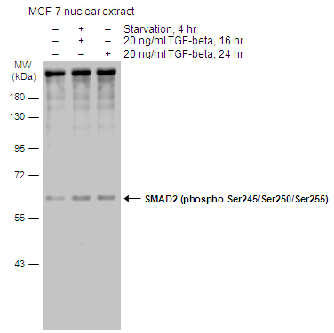 Untreated (–) and treated (+) MCF-7 whole cell extracts (30 μg) were separated by 10% SDS-PAGE, and the membrane was blotted with SMAD2 (phospho Ser245/Ser250/Ser255) antibody (GTX133475) diluted at 1:1000. The HRP-conjugated anti-rabbit IgG antibody (GTX213110-01) was used to detect the primary antibody.