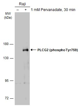PLCG2 (phospho Tyr759) antibody
