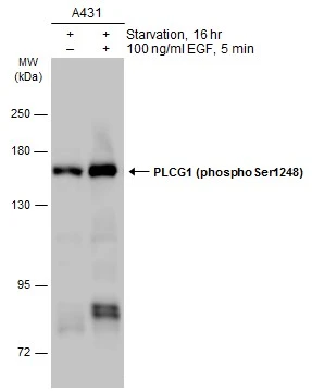 PLCG1 (phospho Ser1248) antibody