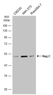 Various whole cell extracts (30 μg) were separated by 10% SDS-PAGE, and the membrane was blotted with Rag C antibody (GTX133547) diluted at 1:5000. The HRP-conjugated anti-rabbit IgG antibody (GTX213110-01) was used to detect the primary antibody.