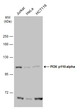 Various whole cell extracts (50 μg) were separated by 7.5% SDS-PAGE, and the membrane was blotted with PI3K p110 alpha antibody (GTX133554) diluted at 1:1000. The HRP-conjugated anti-rabbit IgG antibody (GTX213110-01) was used to detect the primary antibody.