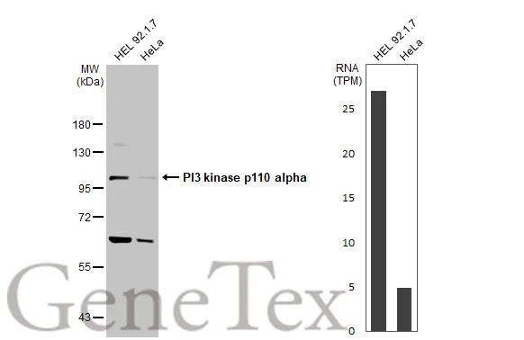 Various whole cell extracts (30 μg) were separated by 7.5% SDS-PAGE, and the membrane was blotted with PI3 kinase p110 alpha antibody (GTX133554) diluted at 1:1000. The HRP-conjugated anti-rabbit IgG antibody (GTX213110-01) was used to detect the primary antibody. Corresponding RNA expression data for the same cell lines are based on Human Protein Atlas program. Various whole cell extracts (30 μg) were separated by 7.5% SDS-PAGE, and the membrane was blotted with PI3 kinase p110 alpha antibody (GTX133554) diluted at 1:1000. The HRP-conjugated anti-rabbit IgG antibody (GTX213110-01) was used to detect the primary antibody. Corresponding RNA expression data for the same cell lines are based on Human Protein Atlas program.