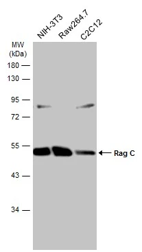Various whole cell extracts (30 μg) were separated by 10% SDS-PAGE, and the membrane was blotted with Rag C antibody (GTX133562) diluted at 1:1000. The HRP-conjugated anti-rabbit IgG antibody (GTX213110-01) was used to detect the primary antibody.