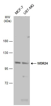 WDR24 antibody
