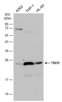 TMS1 antibody