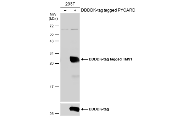 TMS1 antibody