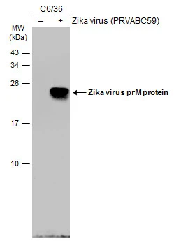 Non-infected (–) and infected (+) C6/36 whole cell extracts (30 μg) were separated by 15% SDS-PAGE, and the membrane was blotted with Zika virus prM protein antibody (GTX133584) diluted at 1:5000. The HRP-conjugated anti-rabbit IgG antibody (GTX213110-01) was used to detect the primary antibody.
