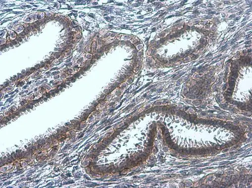 EGFR (phospho Tyr845) antibody