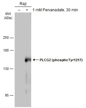 PLCG2 (phospho Tyr1217) antibody