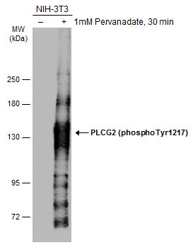 PLCG2 (phospho Tyr1217) antibody