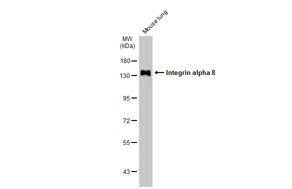 Mouse tissue extract (50 μg) was separated by 7.5% SDS-PAGE, and the membrane was blotted with Integrin alpha 8 antibody (GTX133648) diluted at 1:1000. The HRP-conjugated anti-rabbit IgG antibody (GTX213110-01) was used to detect the primary antibody.